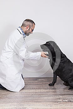 Young veterinarian man examining a beautiful black labrador dog by using stethoscope, isolated on white background. Indoors