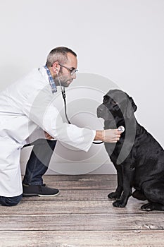 Young veterinarian man examining a beautiful black labrador dog by using stethoscope, isolated on white background. Indoors