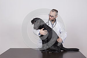 Young veterinarian man examining a beautiful black labrador dog by using stethoscope, isolated on white background. Indoors