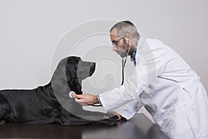 Young veterinarian man examining a beautiful black labrador dog by using stethoscope, isolated on white background. Indoors