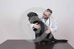 Young veterinarian man examining a beautiful black labrador dog by using stethoscope, isolated on white background. Indoors