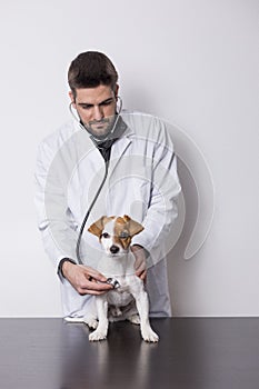 Young veterinarian man examining a cute small dog by using stethoscope, isolated on white background. Indoors