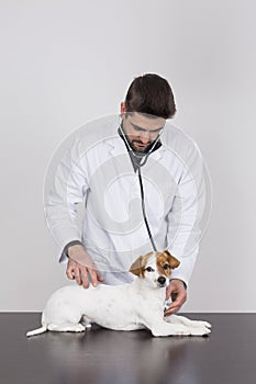 Young veterinarian man examining a cute small dog by using stethoscope, isolated on white background. Indoors