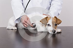 Young veterinarian man examining a cute small dog by using stethoscope, isolated on white background. Indoors