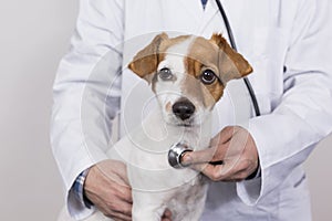 Young veterinarian man examining a cute small dog by using stethoscope, isolated on white background. Indoors