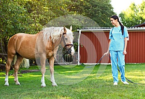 Young veterinarian with palomino horse on sunny day