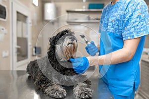 Young veterinarian technician check his patient ears. Dog ear check in vet clinic