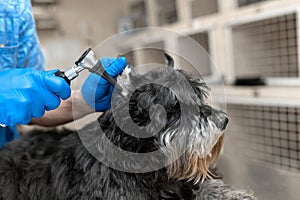 Young veterinarian technician check his patient ears. Dog ear check in vet clinic