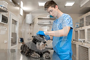 Young veterinarian technician check his patient ears. Dog ear check in vet clinic