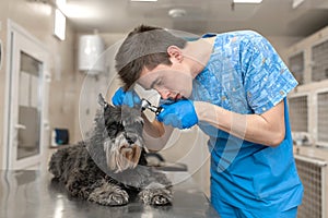 Young veterinarian technician check his patient ears. Dog ear check in vet clinic