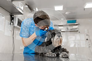 Young veterinarian technician check his patient ears. Dog ear check in vet clinic