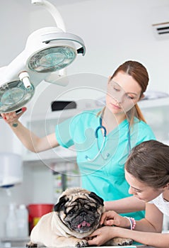 Young veterinary doctor and girl stroking pug on table at hospital