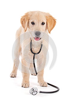 Young veterinary Golden Retriever