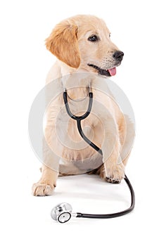 Young veterinary Golden Retriever with stethoscope