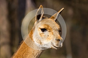 Young vicuna observing area