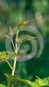 Young vine branch