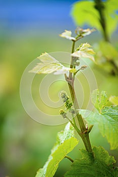 Young vine of gamay at Beaujolais, France photo