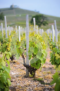 Young vine of gamay at Beaujolais, France photo