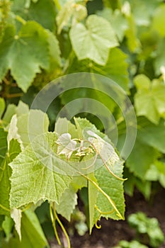 Young vine grape leaves and stems growing in vineyard