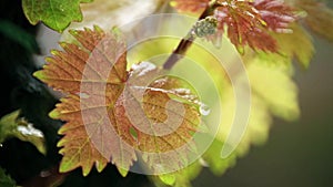 Young vine leaf and grape sprout