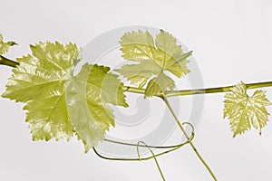 Young vine leaves on an isolated white backdrop background.