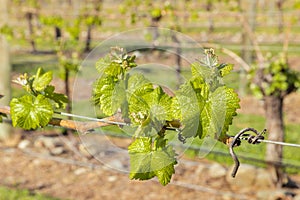 Young vine shoots growing on wire trellis in vineyard