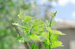 A young vine sprout. Growing grapes at home