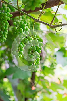 Young Vines and lush bunches of green grapes.