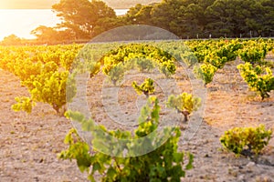 Young vineyard at dawn