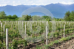 Vineyard in Kakheti wine region, Alazani Valley, Georgia photo