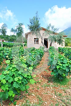 Young vineyard with olive trees