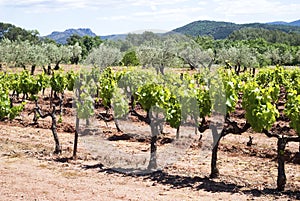 Young vineyard in Provence