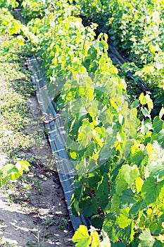 Young Vineyards