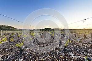 Young vineyards of Beaujolais at dawn, Burgundy, France