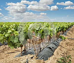 Young Vineyards in rows.