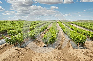 Young Vineyards in rows.