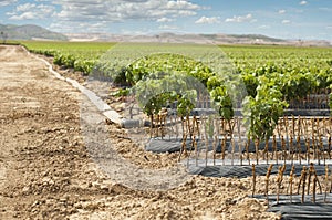 Young Vineyards in rows.