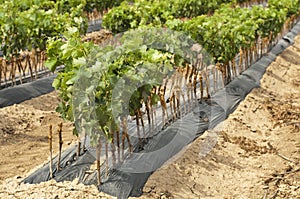 Young Vineyards in rows.