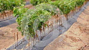 Young Vineyards in rows. Seedlings vines