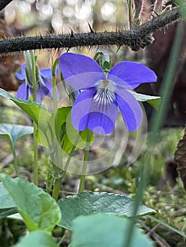 A young violet flower under a thorny blackberry branch. Beautiful background