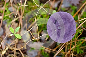 Young Violet Webcap mushroom