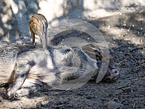 Young Visayan warty pig, Sus cebifrons negrinus harass a resting boar