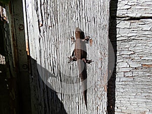 Young Viviparous or common lizard (Zootoca vivipara) sunbathing in the bright sunlight on the wooden door