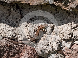 Young Viviparous lizard or common lizard (Zootoca vivipara) sunbathing