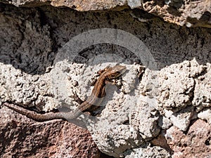 Young Viviparous lizard or common lizard (Zootoca vivipara) sunbathing in the brigth sun