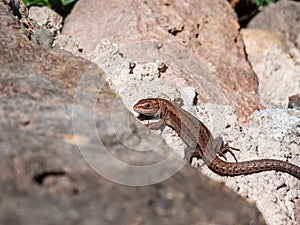 Young Viviparous lizard or common lizard (Zootoca vivipara) sunbathing in the brigth sun on the vertical rock