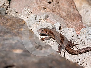 Young Viviparous lizard or common lizard (Zootoca vivipara) sunbathing in the brigth sun on the vertical rock wall