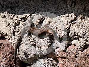 Young Viviparous lizard or common lizard Zootoca vivipara sunbathing in the brigth sun on the vertical rock wall in the garden