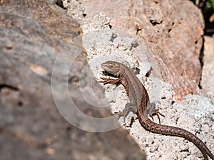 Young Viviparous lizard or common lizard Zootoca vivipara sunbathing in the brigth sun on the vertical rock wall in the garden