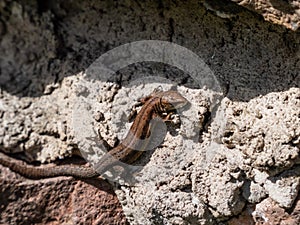 Young Viviparous lizard or common lizard Zootoca vivipara sunbathing in the brigth sun on the vertical rock wall in the garden